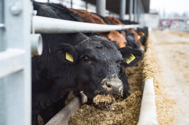 Çiftlikteki inekler. Çiftlikteki süt inekleri.