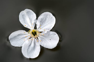 su yüzeyine izole beyaz kiraz çiçek