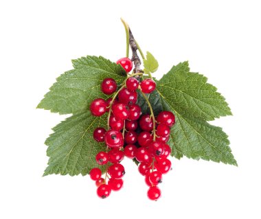 Yeşil yapraklarla izole beyaz zemin üzerine kırmızı kuş üzümü