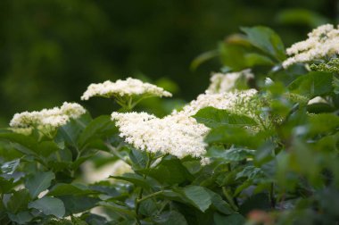 Sambucus veya yeşil yaprakları ile Avrupa siyah yaşlı delikanlı