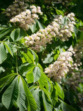 kestane çiçek çiçekler bahar