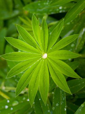 Büyük yapraklı lupine (Lupinus polyphyllus) su damlaları ile