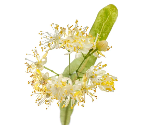 Lipové Květy Zelenými Listy Izolované Bílém Pozadí — Stock fotografie