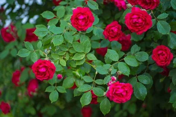 Röd Ros Blommar Trädgården — Stockfoto