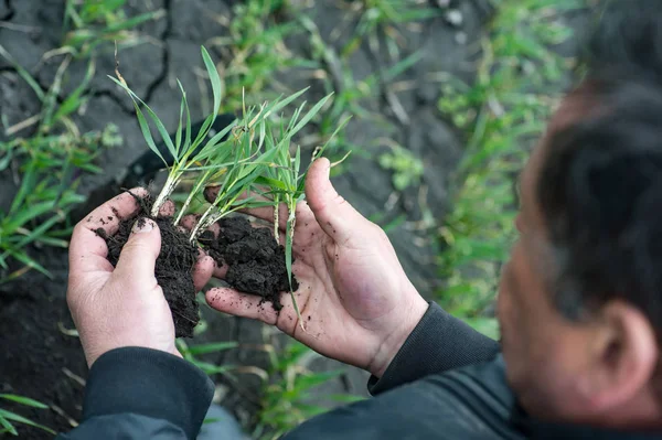 Ziraat Mühendisi Veya Yeşil Buğday Kırpma Için Tutan Çiftçi Analiz — Stok fotoğraf