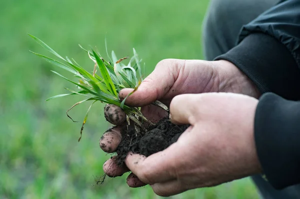 Çiftçi Ziraat Mühendisi Holding Yeşil Buğday Ürün Analiz Için Tarımsal — Stok fotoğraf