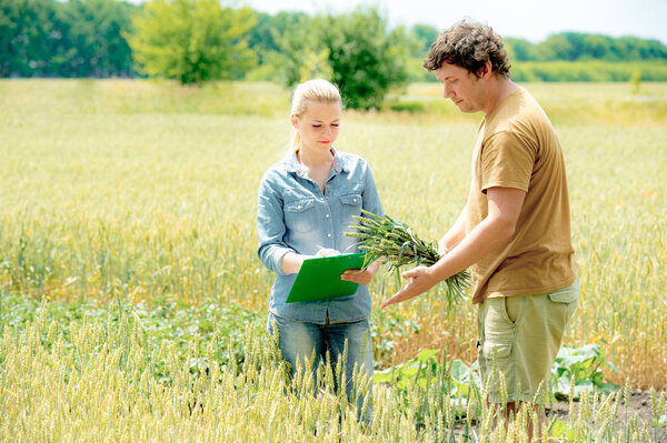 Farmer and researcher analysing wheat field plant