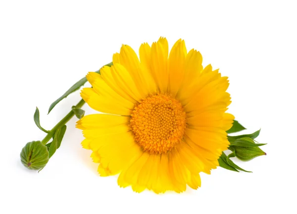 Żółty Nagietek Kwiat Białym Tle — Zdjęcie stockowe
