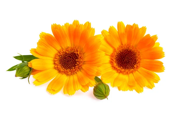 Kwiaty Nagietka Pomarańczowy Białym Tle — Zdjęcie stockowe