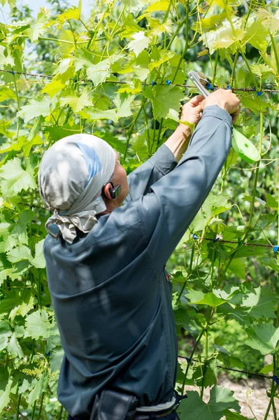 Vintner Agricultor Observando Uma Planta Uvas Nos Campos Uva — Fotografia de Stock