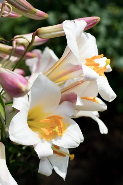 Beaux Lis Blancs Fleurissant Dans Jardin — Photo