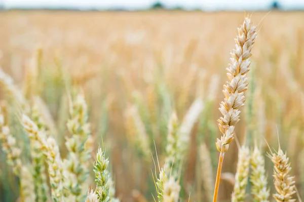 Buğday Buğday Yakın Çekim Kulakları — Stok fotoğraf
