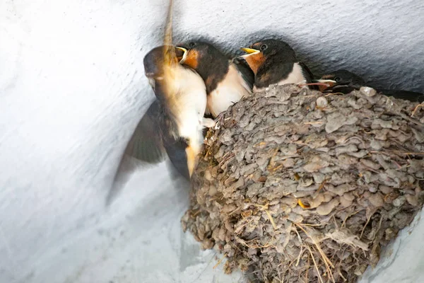 Barn Swallow Offspring — Stock Photo, Image