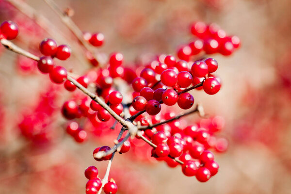 branch with red wild berries as food for birds in winter