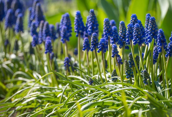 Jacinthe Bleue Avec Fond Flou Dans Jardin Par Une Journée — Photo