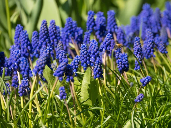 Jacinthe Bleue Avec Fond Naturel Dans Jardin Par Jour Printemps — Photo
