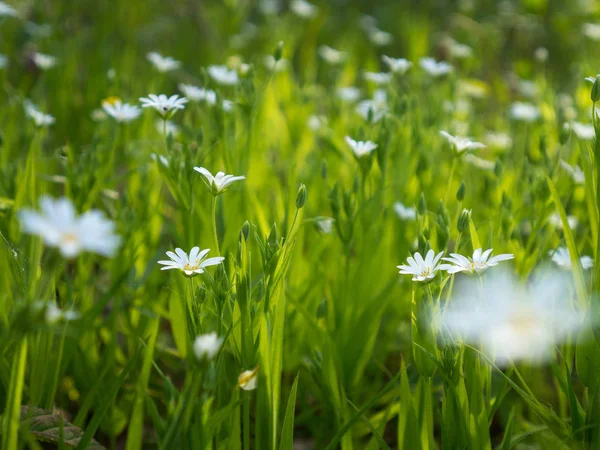 Fleurs Sauvages Blanches Printemps Herbe Sur Soleil — Photo