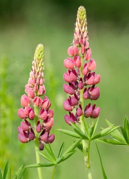 Blommande Lupine Blommor Rosa Och Lila Isolerade Grön Natur Bakgrund — Stockfoto