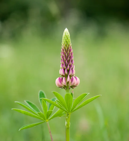 Fleur Lupin Rose Fleurissant Isolée Sur Fond Nature Verte — Photo