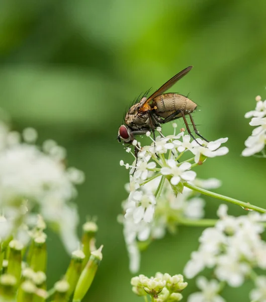 Uma Mosca Flores Brancas — Fotografia de Stock