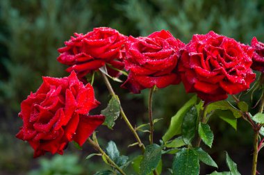 su ile güzel bir gül çiçek yaprakları düşer.