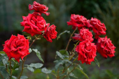 Yağmurlu bir gün koyu kırmızı gül çiçek.