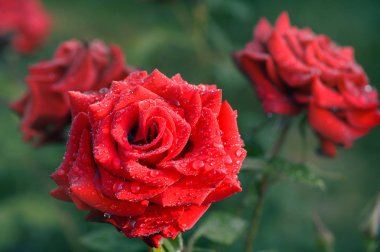 Bush bir bahçe içinde çiğ damla ile kırmızı gül yakın çekim.