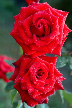 Yeşil bir arka plan üzerinde güzel kırmızı gül yaprakları doğal şartlarda