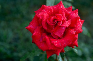 A yakın çekim yağmur damlaları ile çiçek kırmızı gül yaprakları üzerinde. 