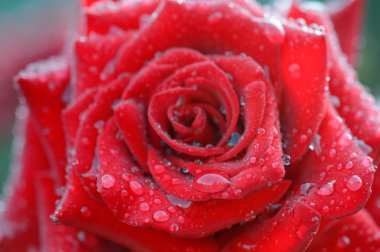 Makro kırmızı ile çiçek açan tomurcuk gül vurdu ve yaprakları üzerinde çiy düşüyor. Romantizm, Sevgililer günü ve sevgi kavramı.