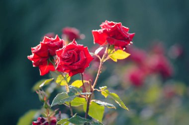  arka plan bahçe yağmurda sonra yeşil çalılar üzerinde bir damla ile bush kırmızı gül dalı