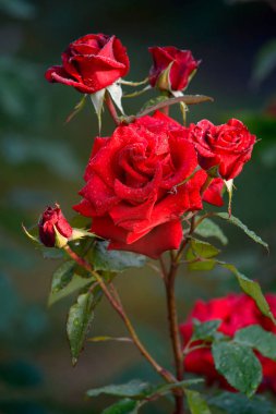 Kırmızı gül yağmur damlaları ile. Tatil için harika bir hediye