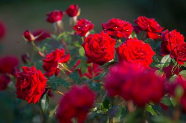 Kırmızı gül çiçek Bahçe veya su damlaları ile kaplı park tam Bloom