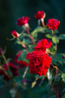 Koyu kırmızı gül, üstte görünümü Kapat