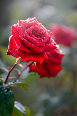 İki kırmızı gül su ile portre yan görünüm üzerinde damla.