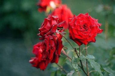 Yağmurdan sonra güzel güller çiçek. Gül çiçek yeşil bir arka plan üzerinde.