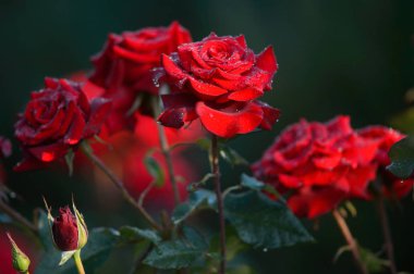 su damla yağmur sonra kırmızı gül