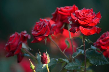 Kırmızı gül yaprağı su damlaları