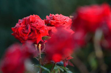 Kırmızı gül çiçek tomurcuk bahçe içinde 