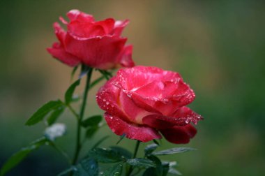 Su çiçeği pembe gül yağmur yeşil zemin üzerine bırakır. aşk için çiçekler.