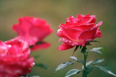 Pembe çiçek açan gül su ile makro closeup gösteren ayrıntılı ve doku bırakır ve tomurcukları kapalı