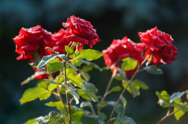 Kırmızı güller çiy ile damla yeşil yaprakları bir arka plan üzerinde