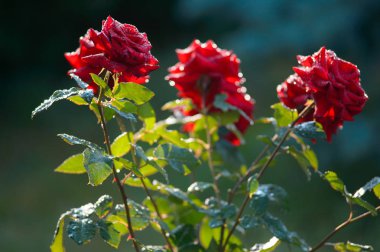 görüntüyü Su damlacıkları ile koyu kırmızı gül. aşırı yakın çekim