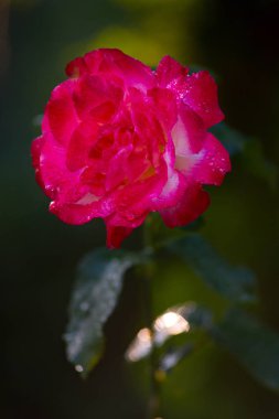 Bir bahçede su ile pembe gül Close-up damla.
