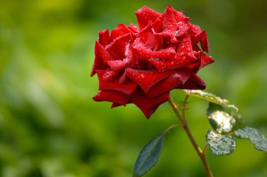 Nazik taze çiçek yaprakları, Sevgililer günü için romantik tebrik kartı üzerinde kırmızı gül arka plan, çiy damlaları