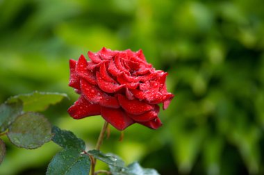 Kırmızı gül arka plan, çiy damlaları nazik taze çiçek yaprakları, çiçek duvar kağıdı, Sevgililer günü için romantik tebrik kartı