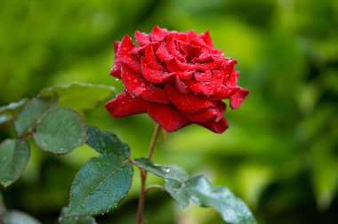 Üzerinde su damlaları olan güzel renkli bir gül.