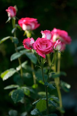 Yağmur damlaları beyaz-pembe çiçek. Damla çiçek gül.