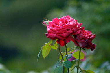 Yaz açık havada güzel kırmızı gül çiçeği