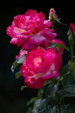 Güzel pembe gül bahçesinde yağmur sonra su damlacıkları ile